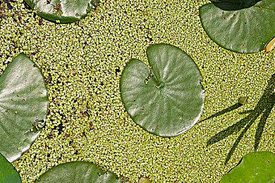 《艾尔登法环》“黄金树幽影”平衡性调整更新发布 更多调整准备中